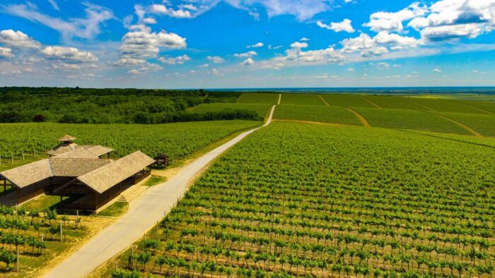 NAJLJEPŠE VINSKE CESTE: Wine & Walk BARANJA - Image 4