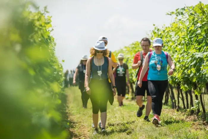 NAJLJEPŠE VINSKE CESTE: Wine & Walk BARANJA - Image 2