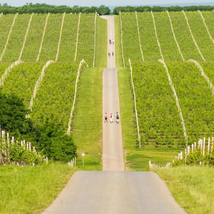 NAJLJEPŠE VINSKE CESTE: Wine & Walk BARANJA
