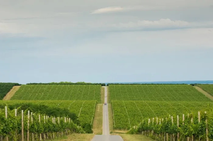NAJLJEPŠE VINSKE CESTE: Wine & Walk BARANJA - Image 6